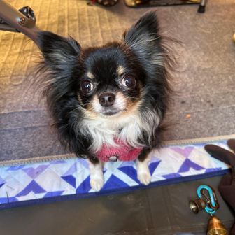 ワンコのお出迎え♪