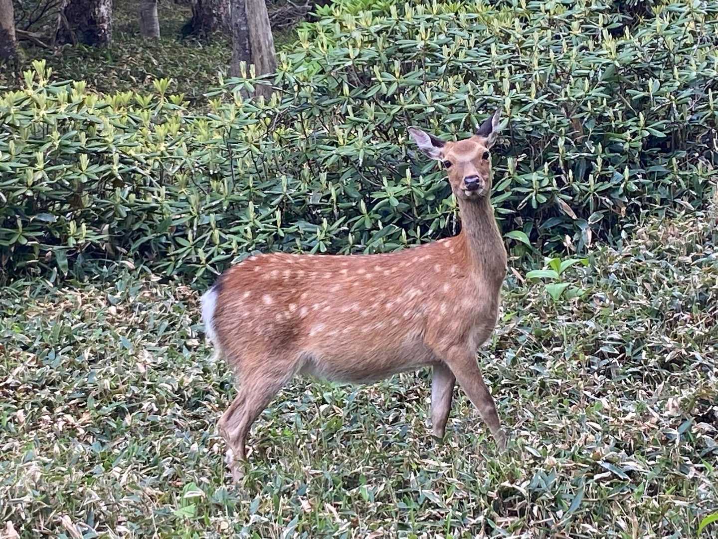逃げない…🦌
もしかするとこの先に何かあるのか…