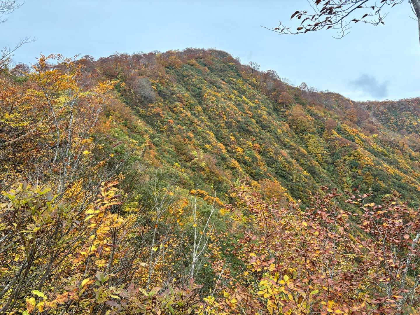 中腹ぐらいが紅葉真っ盛りでした。