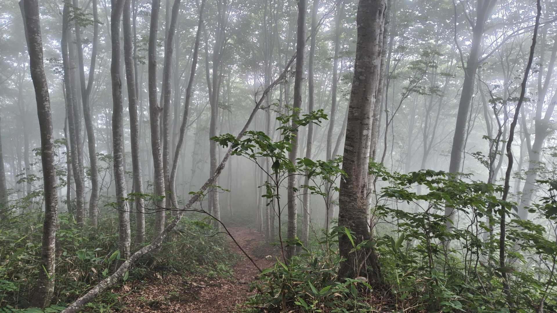 徳助新道入口-徳助ノ頭-小大日山-大日山 周回コースの写真
