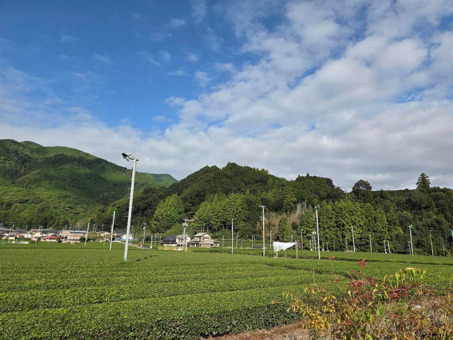 YAMAPを見たら、茶畑の直ぐ向こうの小山がぼいんぼいん山みたい😅