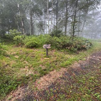 ゲレンデを抜け、林道を進むとようやく登山らしくなってくる