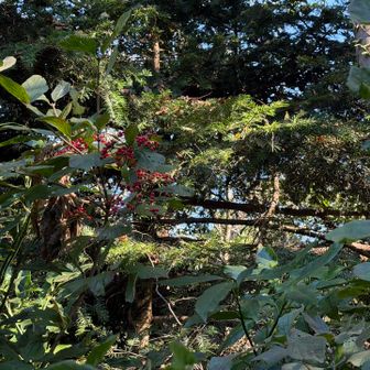 紅い実はガマズミなのかな？