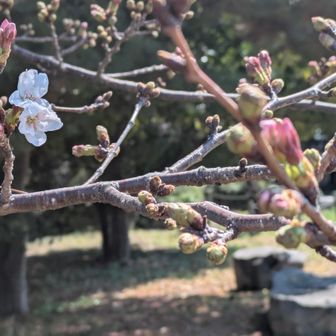 二輪ほど咲いてました