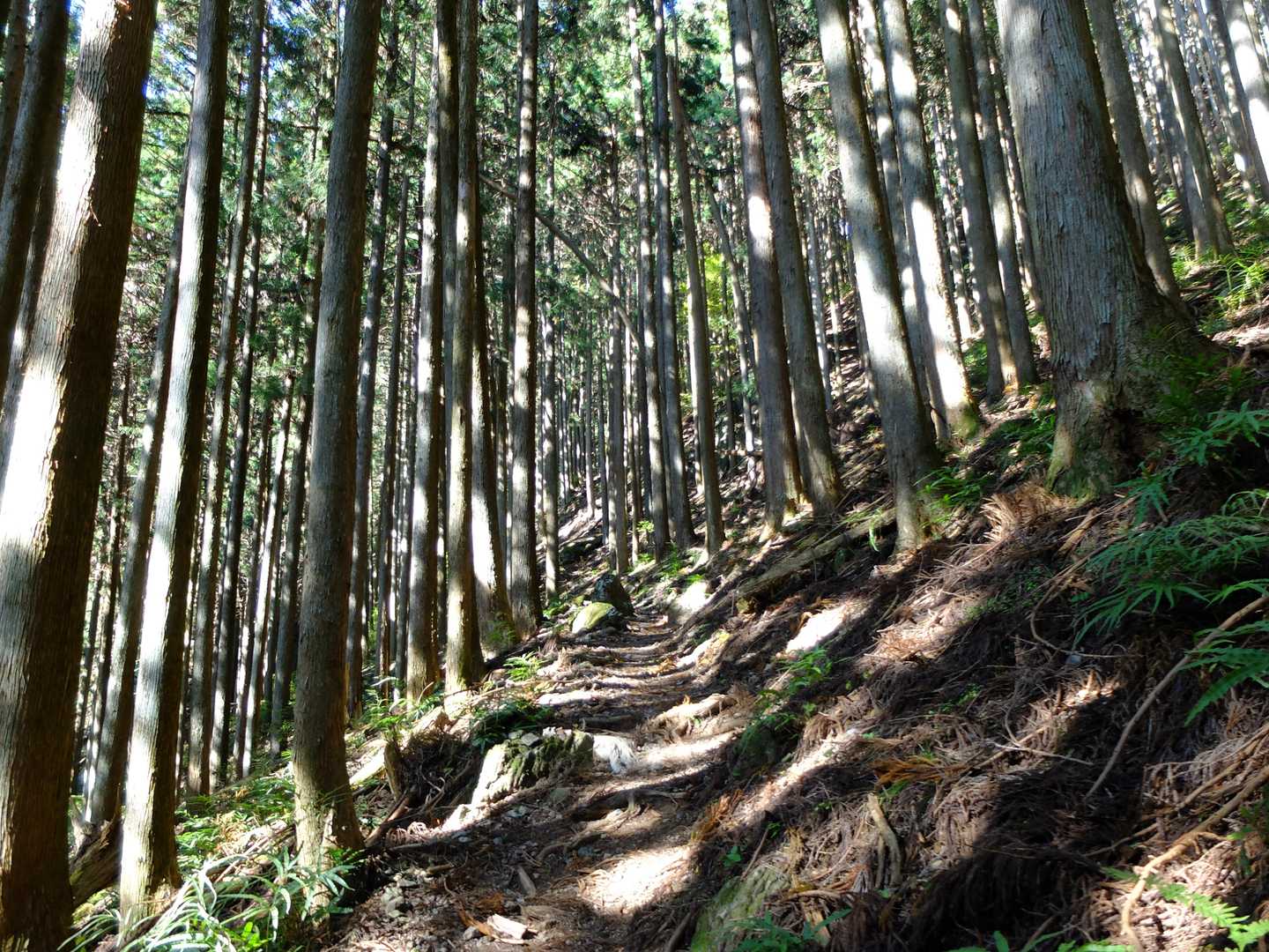 段々と沢音が小さくなるのを感じつつ、汗を滲ませひたすら上れば…、