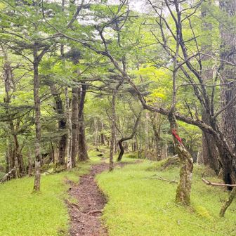 帰りはハイキング道、少しクマが怖い道だった