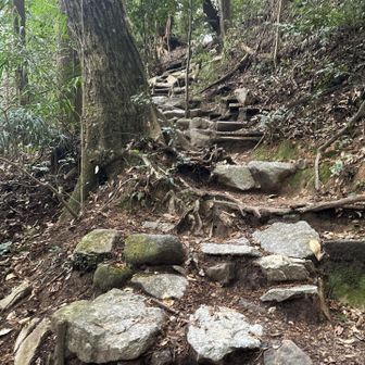風が上の方でゴーゴーいってる