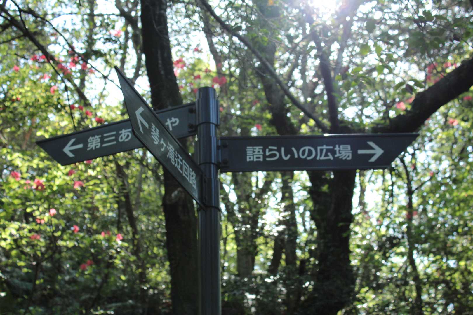 分岐まで帰ってきました。