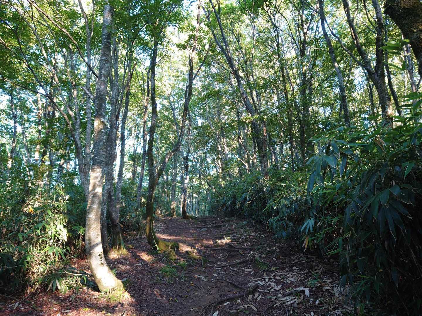 大段ヶ平登山口-氷ノ山 往復コースの写真