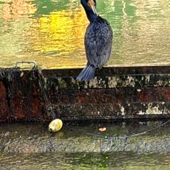 鵜だね🐧