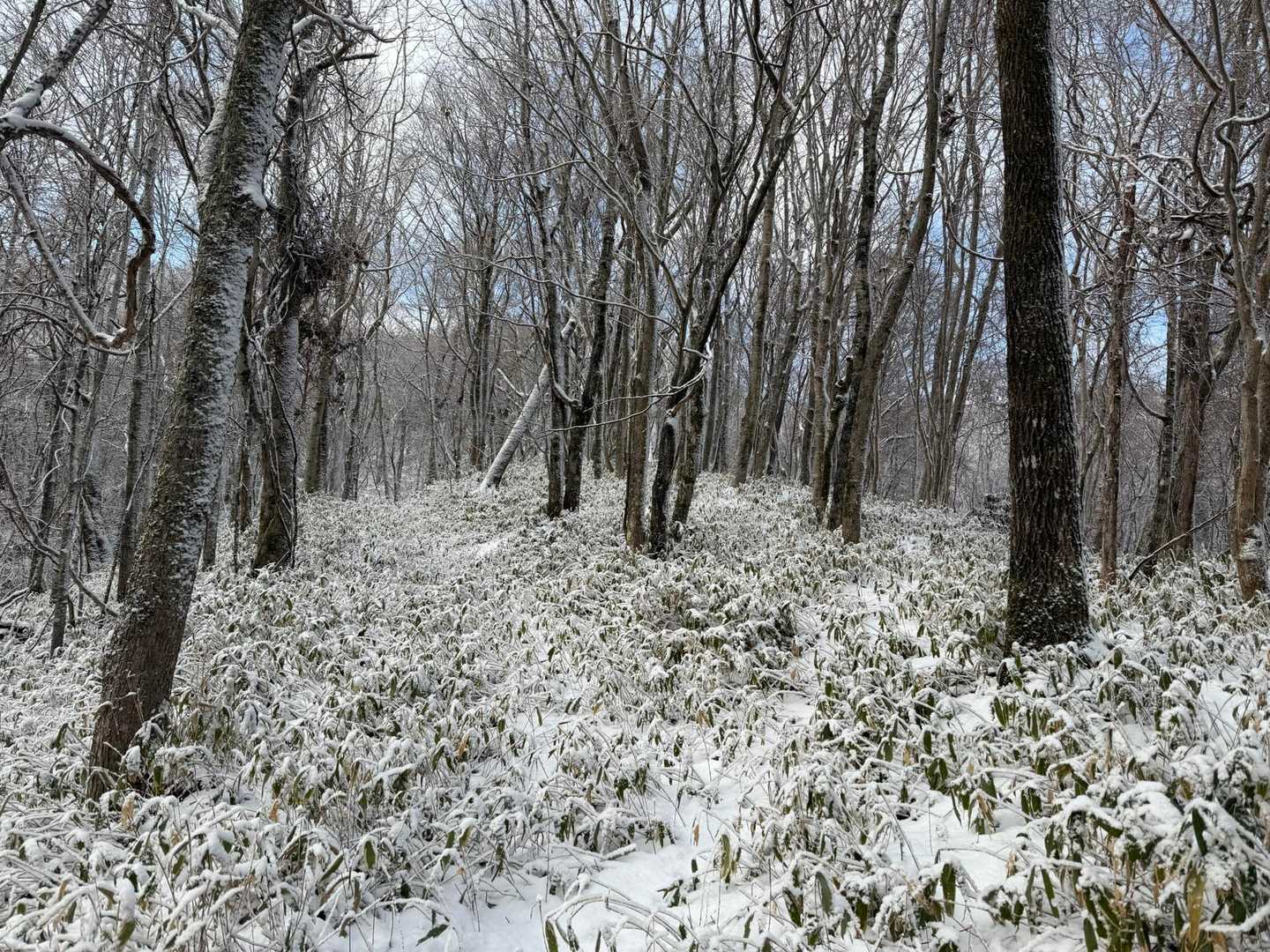 笹の葉に降りたての雪❄️