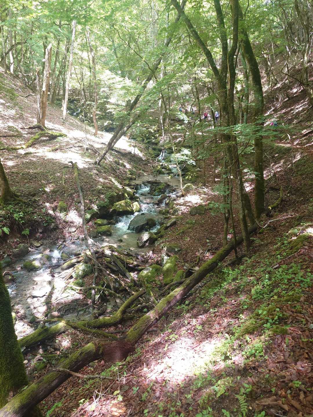 笠取山（作場平）の写真