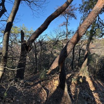 これ、風でギシギシ動いてましたが、
いつ倒れてもおかしくない状態です。
お気をつけて！