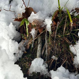 つらら　氷柱って漢字にすると意味
分かりやすいね