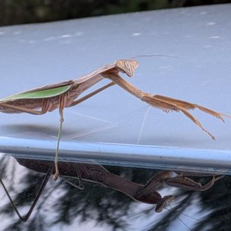 無事下山しました🎶
車の屋根にカマキリのお迎！？
お疲れ様でした😊