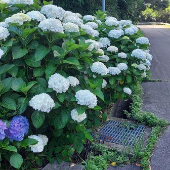 真っ白なのも綺麗✨