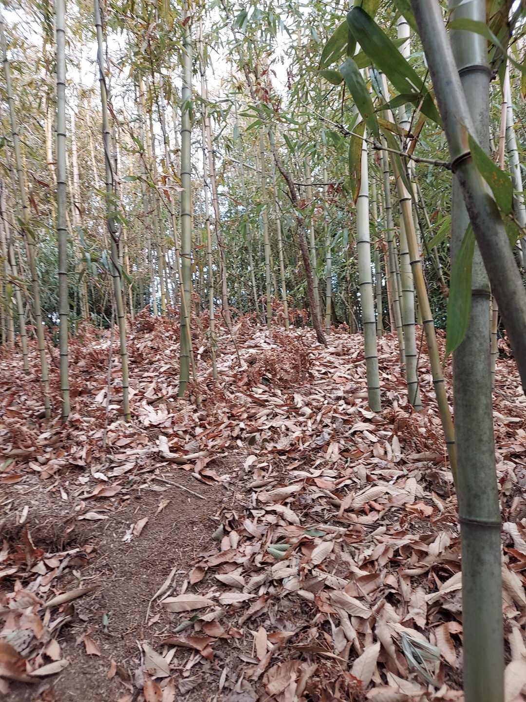 少し登る