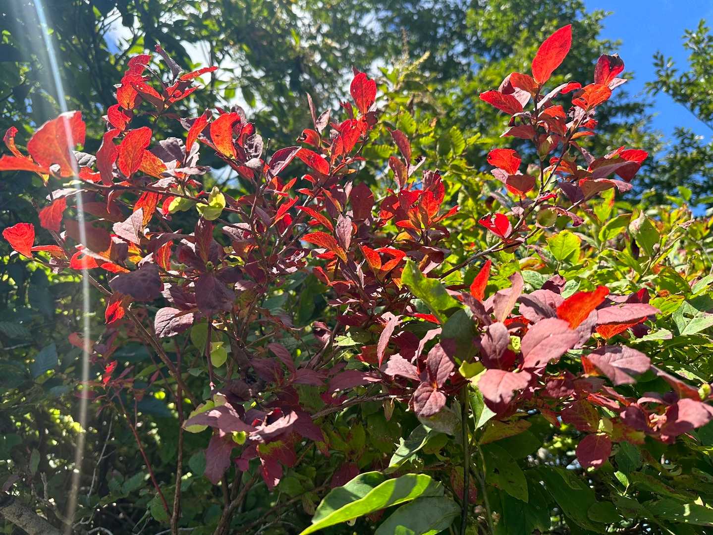 少し色付いていて秋を感じます🍁