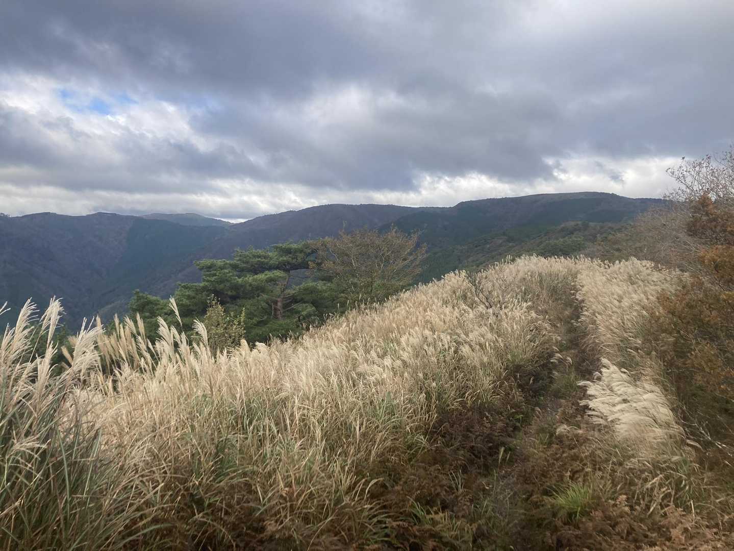 ススキ。砥峰高原よりきれいだと思う。