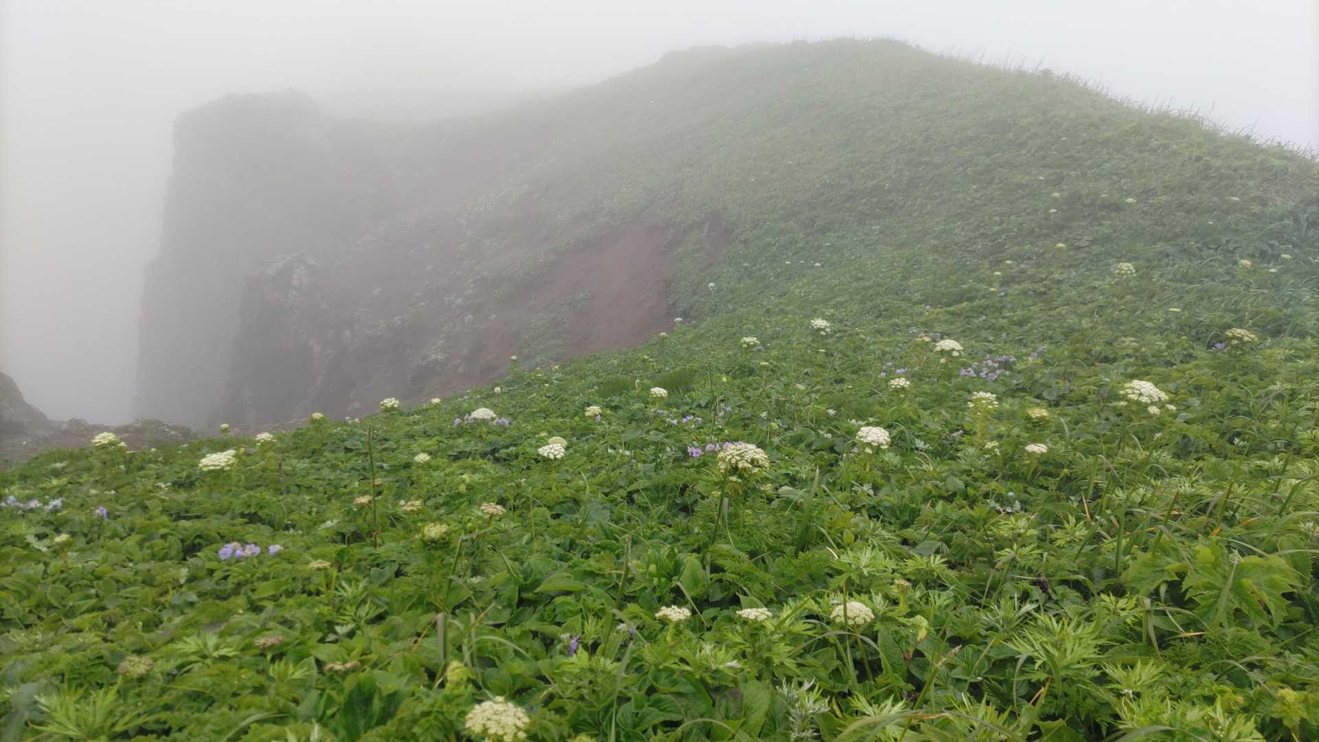 お花畑だな。