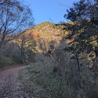 しばらく林道を歩いて、