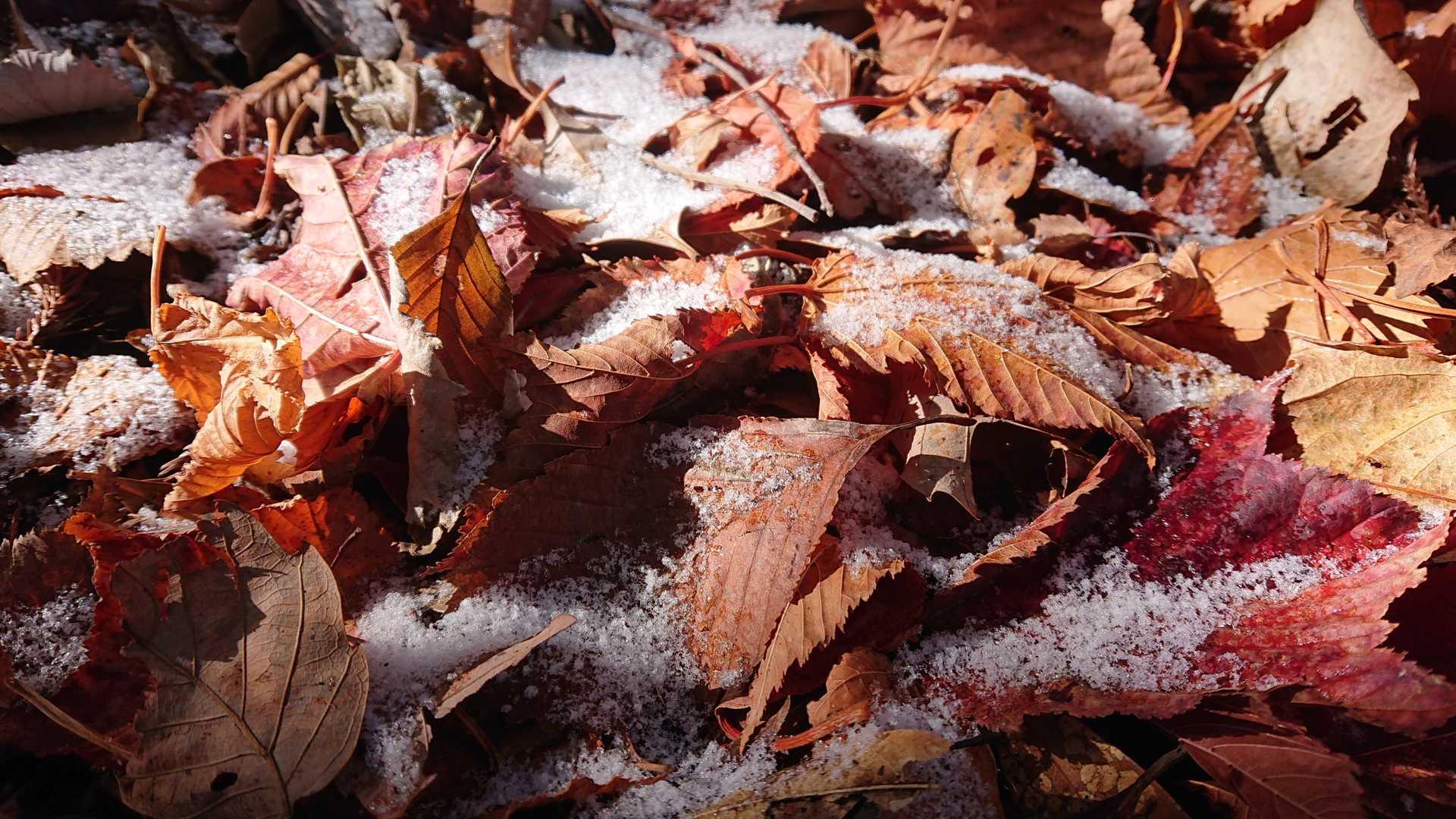 昨晩の雪が残ってて寒い道中⛄
落葉後の紅葉にウッスラ積雪✨
これもおじ様には分からない感動🤭