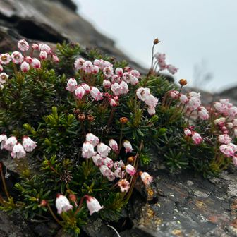 北岳(大樺沢雪渓↑ 草スベリ↓)+W中白根 / Co-CHeの登山データ | YAMAP