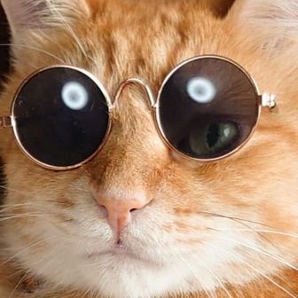 ヤマネコ タロー