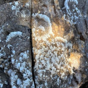 カンラン岩と地衣類