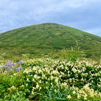 男女岳の麓はお花畑
いや、秋駒はどこもかしこもお花だらけ
