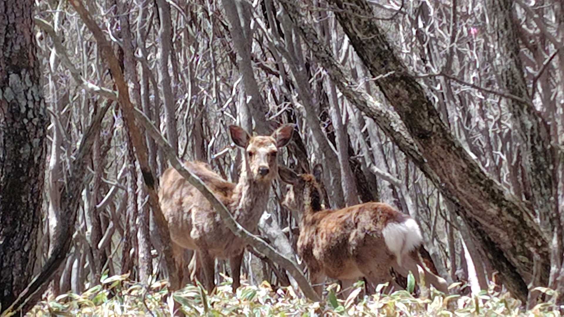 🦌🦌