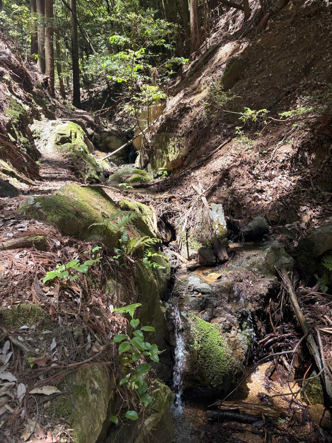 大沢山 往復コースの写真
