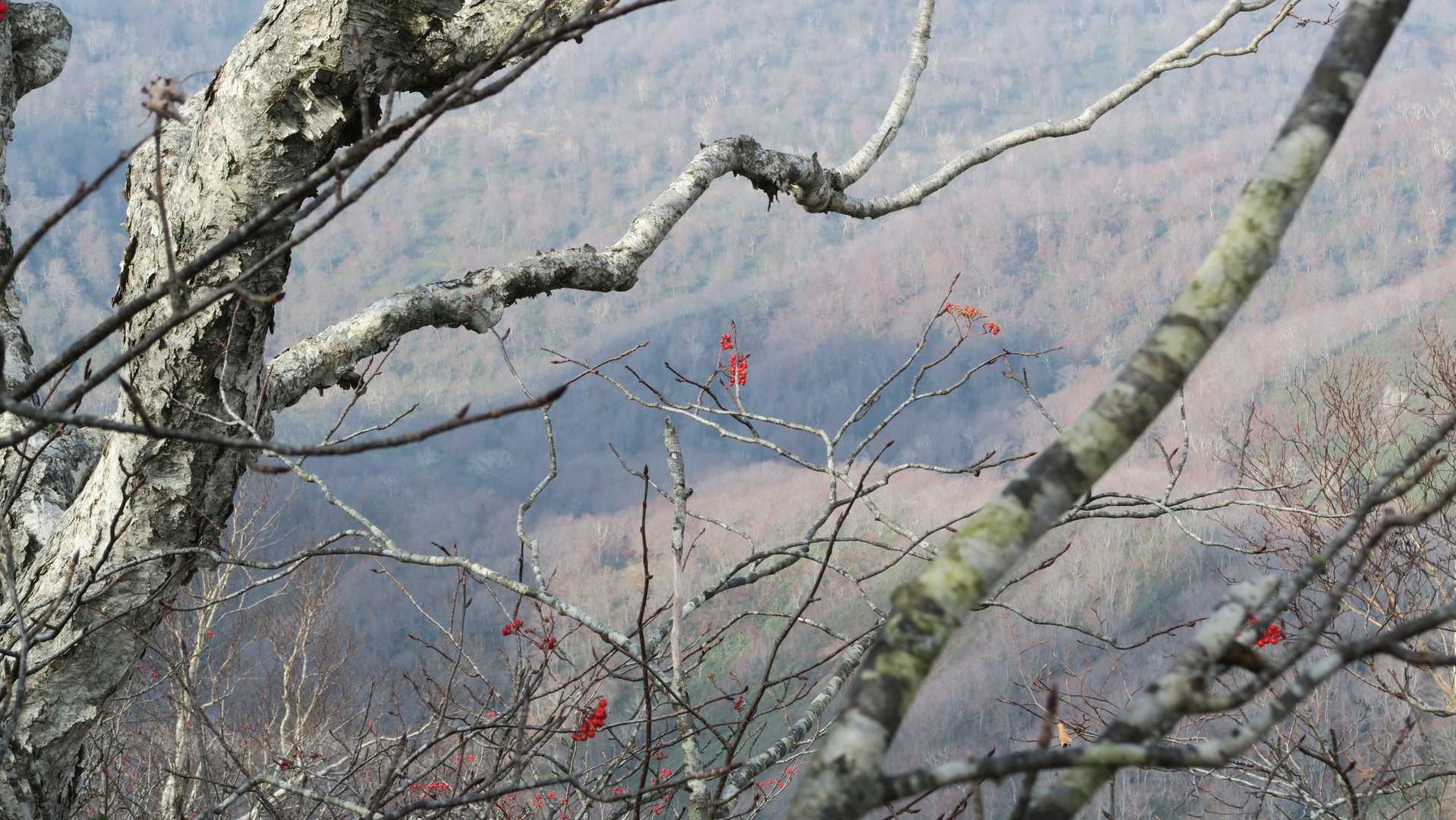 山頂付近は紅葉🍁は終わっています