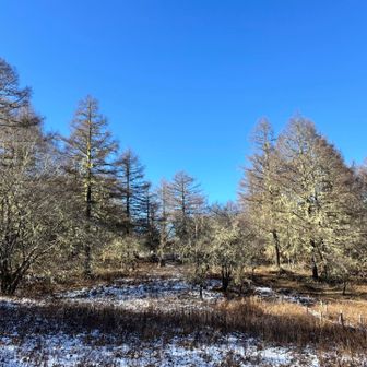 あやめ群生地の今は冬景色