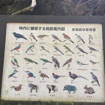 鳥 さっぱり😅