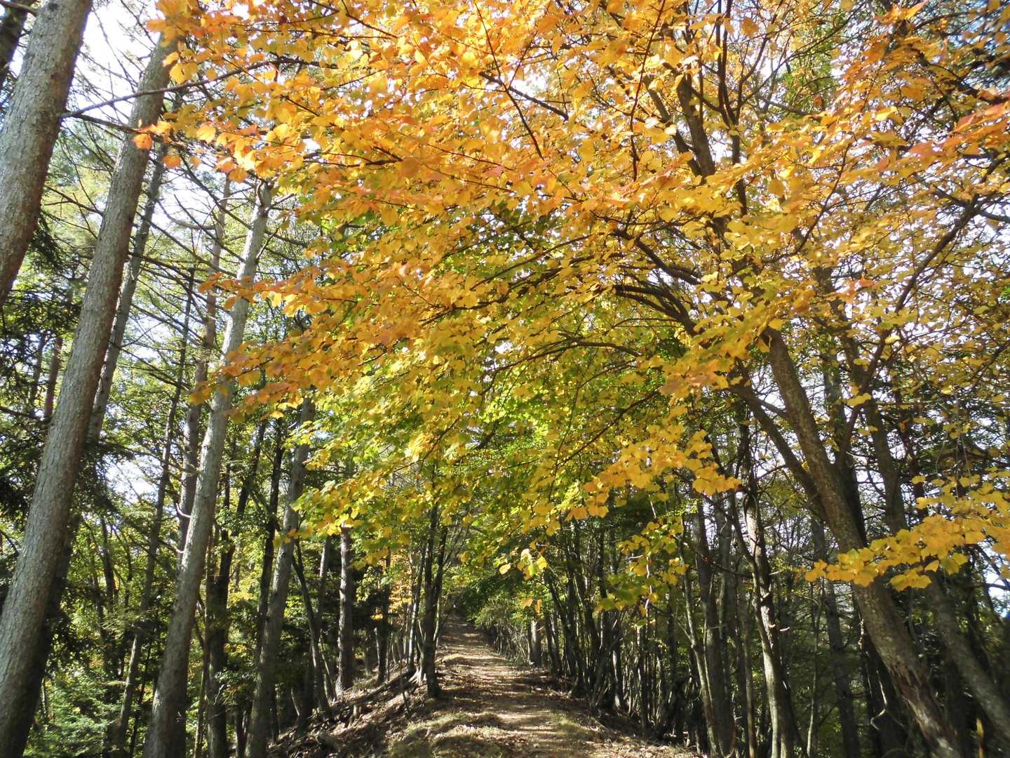 紅葉が一部始まっています。
