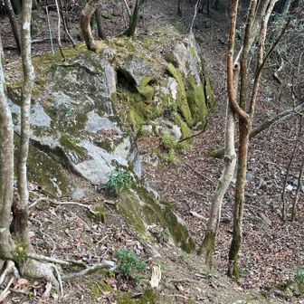 ここにも道が有り、これは掘られた形跡も