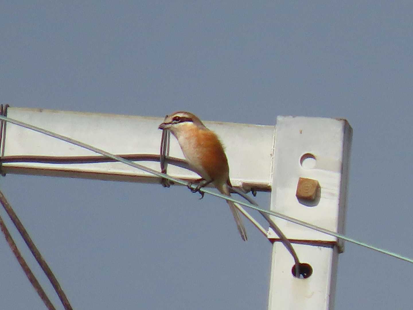遠くの電線にモズさん