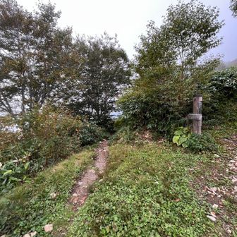 ここから下ります🚶‍♀️
タマゴタケ🍄採られちゃったから…
下山では会えないんだろうな😢