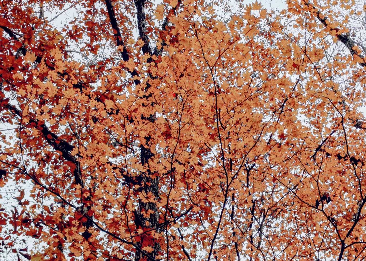 秋ですな🍁