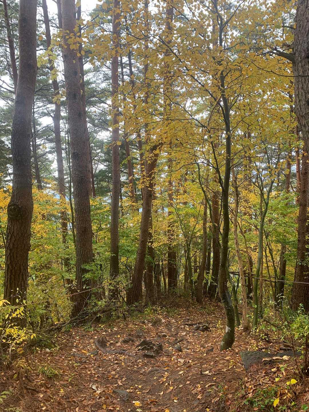 歩きながら振り返ると
黄葉🍁が美しい✨