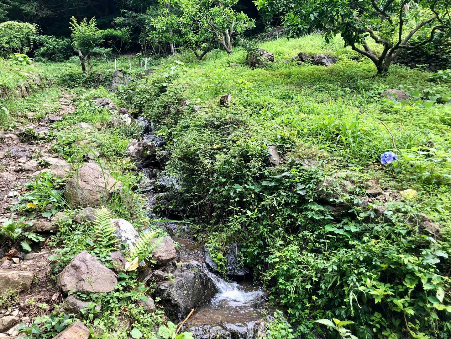 小川もあって気持ちいい〜
と。ここまでは、膝も順調！
だったのですが…
