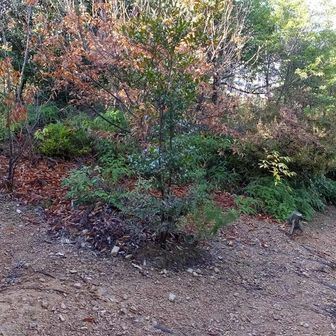 ここは右に降りた。左から犬を連れた女性二人連れが来た