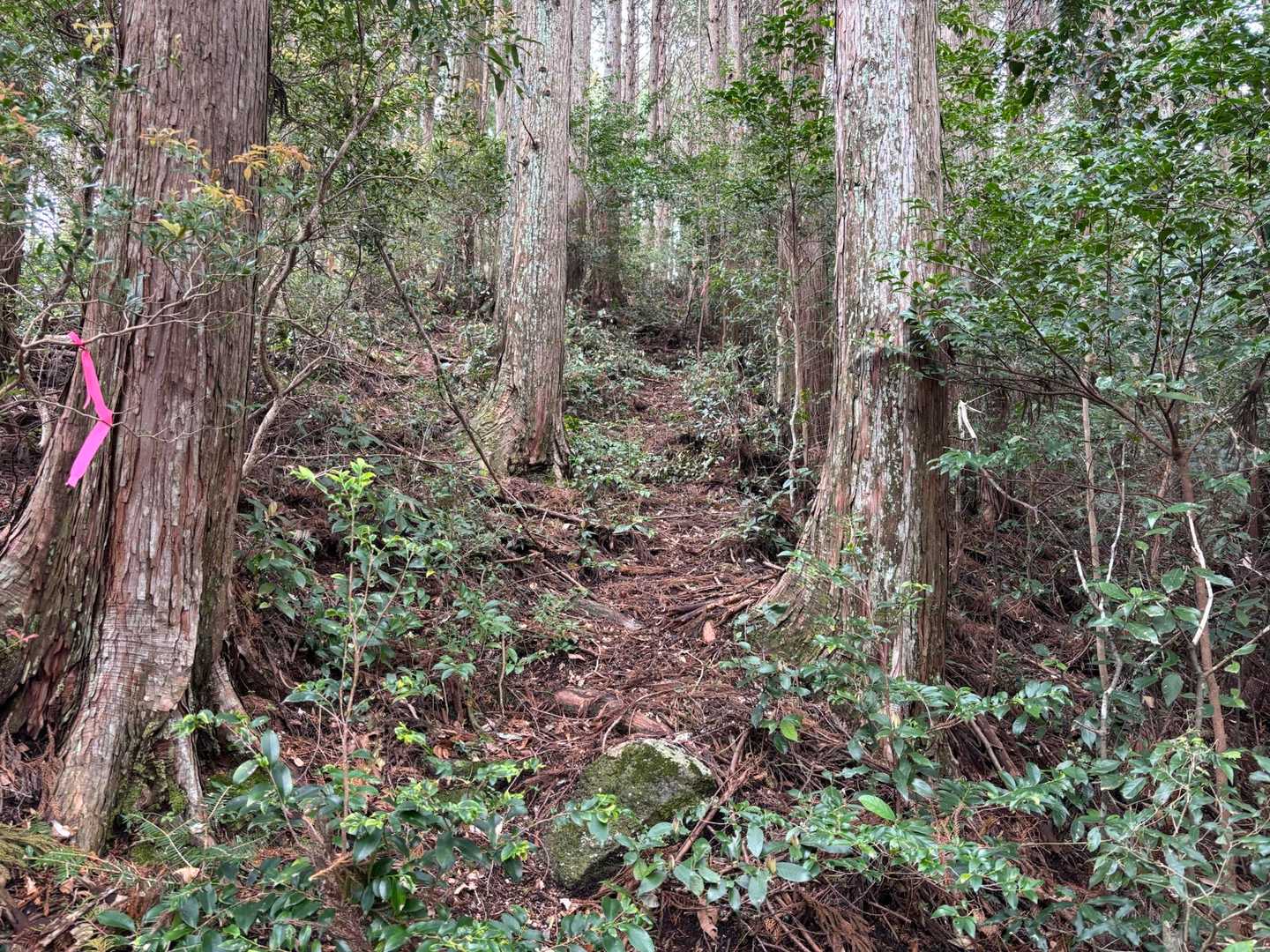 距離は短めだけど、この山もキツいぞ💦
