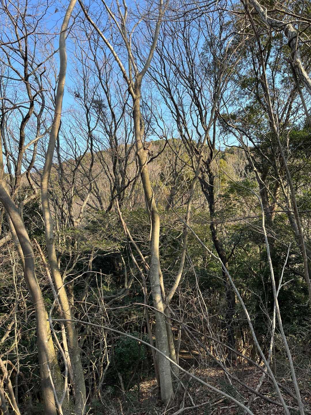 あの奥が宮地岳⁉️と思っていたら
結果は2つくらい小山を超えた先だった！笑