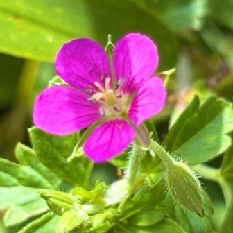 ゲンノショウコ🌸
漢字で『現の証拠』今回ガイドさんに教えていただき初めて知りました🧐