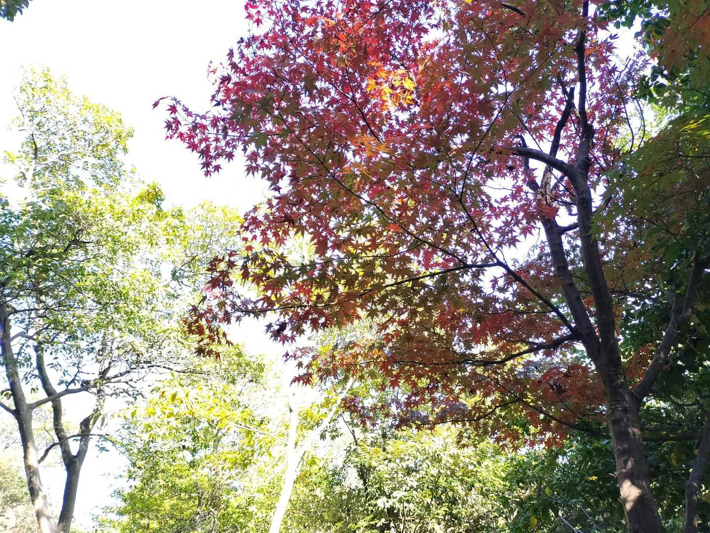 金刀比羅神社-一心寺-城台山 往復コースの写真