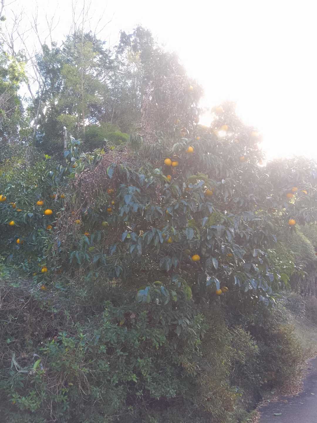 🍊