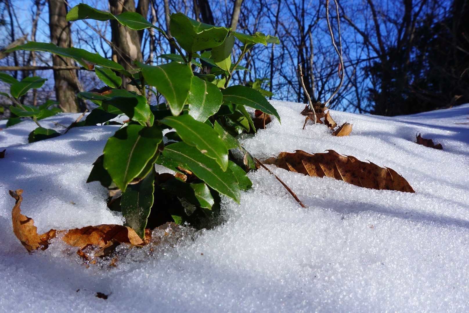 雪と緑