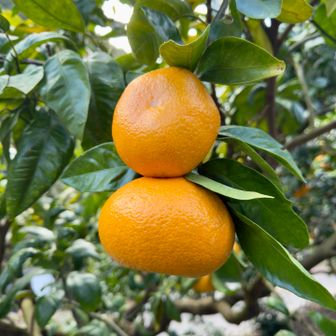 コース上にはたくさんのみかん畑がありました🍊